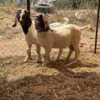 مشاريع فحول بورقوت