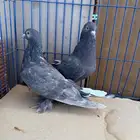 حمام تركي