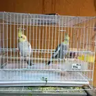 القصيم بريدة