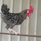 ديك تركي صافي للبيع