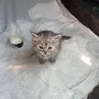 كيتن عمره شهر تقريب ا أول أقل