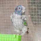 للبيع ببغاء بيونس امازوني نادر