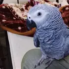 African grey parrot hand tamed