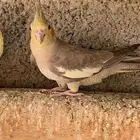 انثى كروان جاهزه