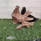 أنثى ألاسكا وكرنقو