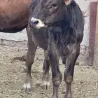 للبيع بقرة ومعها عجل