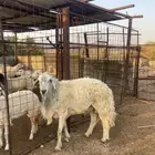 طلي فحل للبيع