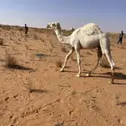 للبيع حاشي عمره 9شهور السوم 5600