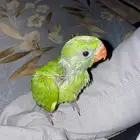 فرخ دره بصحه جيده