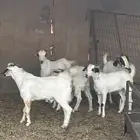 تيوس جنوبية