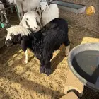 نجدية