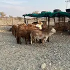 ذبايح سواكن حمري مرابي اكثر من 4 شهور