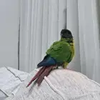 ببغاء كنيور جرين شيك
