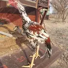 زوج سندي فاخر