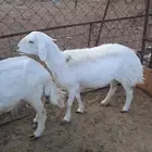 ذبيحه نعجه حريه حايل سمين