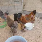 دجاج براهما