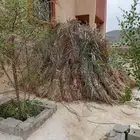 علف بياض جديد مهو رجعه
