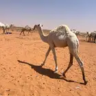 حاشي لبيع