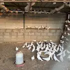 50 جوز حمام مشكل لاعرف نوعه للبيع