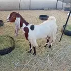 جفرة حايل