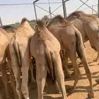 قعدان وتيوس صوماليه لأصحاب الحلال
