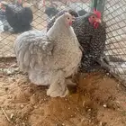 للبيع جوز كوشن خوارج حجل 23