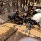دجاج براهما