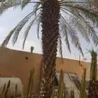 نخل برحي و حلوة الجوف للبيع