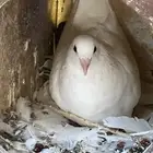 للبيع حمام فرنسي العمر صغااار وحمام زاجل