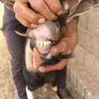 فحول منتجه ولد ولد وعل