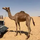 بكره اصيل انتاج درجة أولى