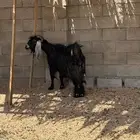 عنز متاومه