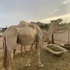 ناقه عمانية