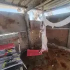 ما عز عارضي