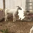 ماعز بيشي