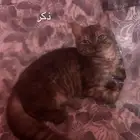 حلي كدرة