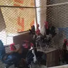 للبيع دياكه فيومي