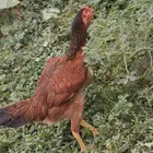 دجاج باكستاني