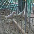 جوز روز البينو