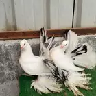 زوجين رقاص هندي