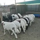 طليان حرية وسواكنية تيلاد