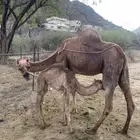 خلفة مصغر بدون شريحة