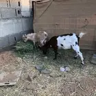 جفرة وتيس
