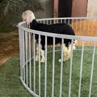 طلي نجدي ( مشروع فحل )