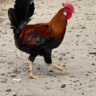 طقم عربي