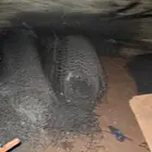 للبيع شبوك