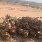 اصنا عجوه لبيع مقلوعه جاهزه الحجم وسط من 20 الي 15