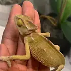 حرباء للبيع بالرياض