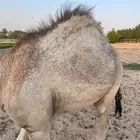 حوار قصب 7 شهور