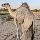 مفرود فل العمر 10 شهور